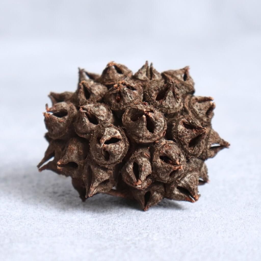 Eukalyptus Spidergum – přírodní sušený plod